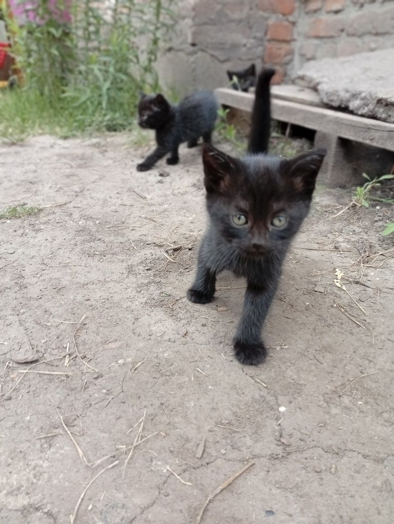 Віддам в добрі руки котиків