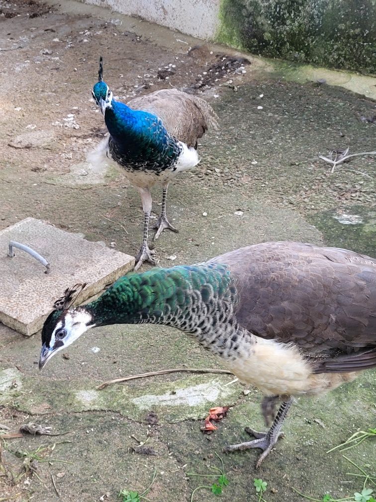 Casal de Pavões azuis