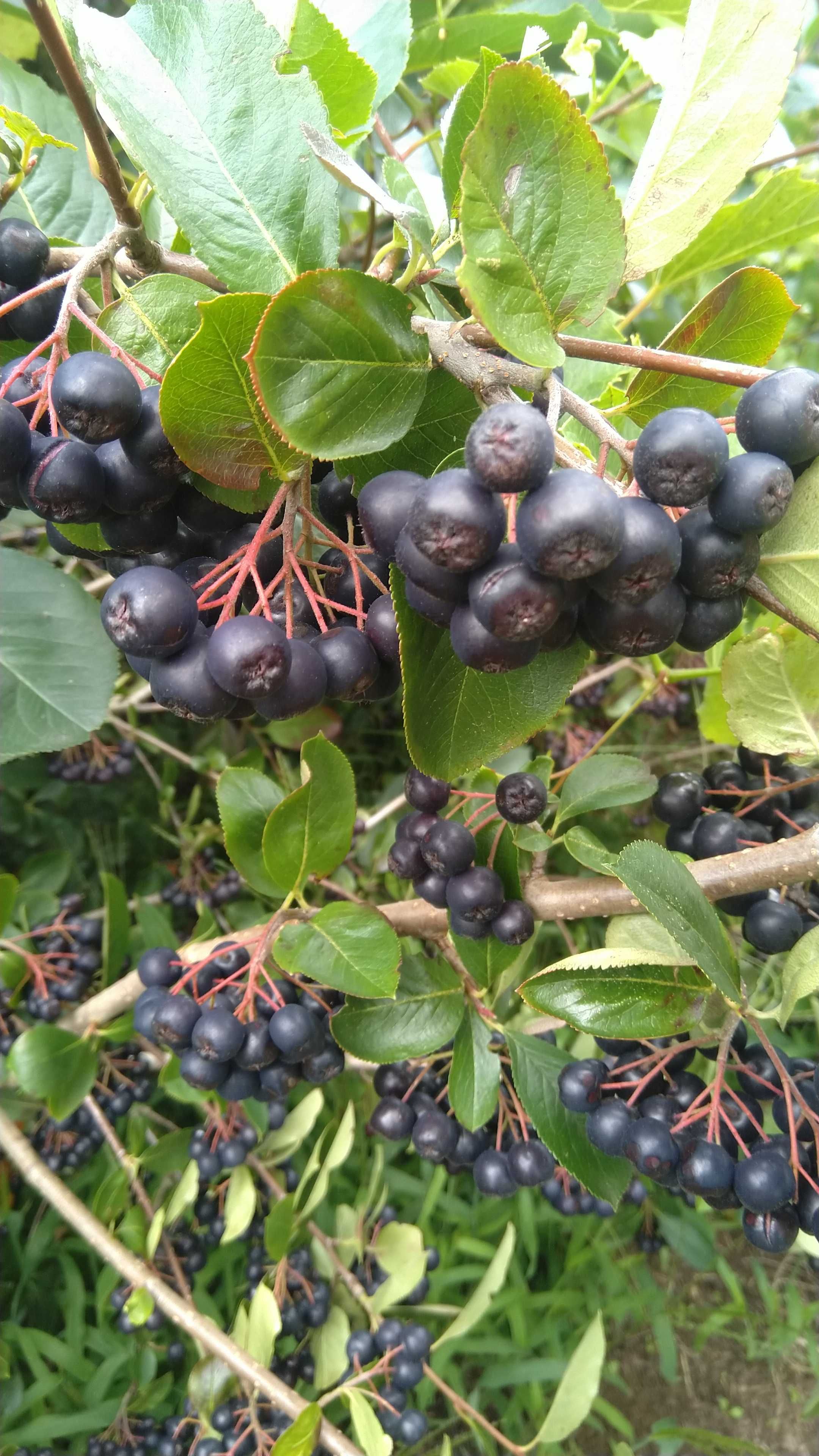 Aronia, owoce, na nalewki, na wino, na soki