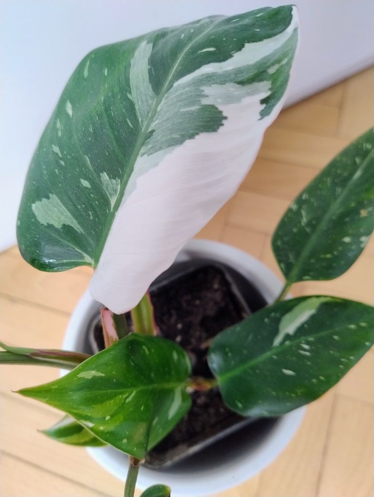 Filodendron 'White Princess, kolekcjonerska odmiana w doniczce P9