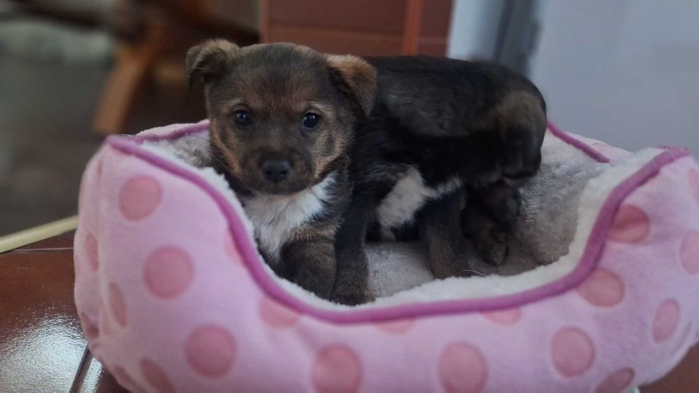 Oddam pieska w dobre ręce