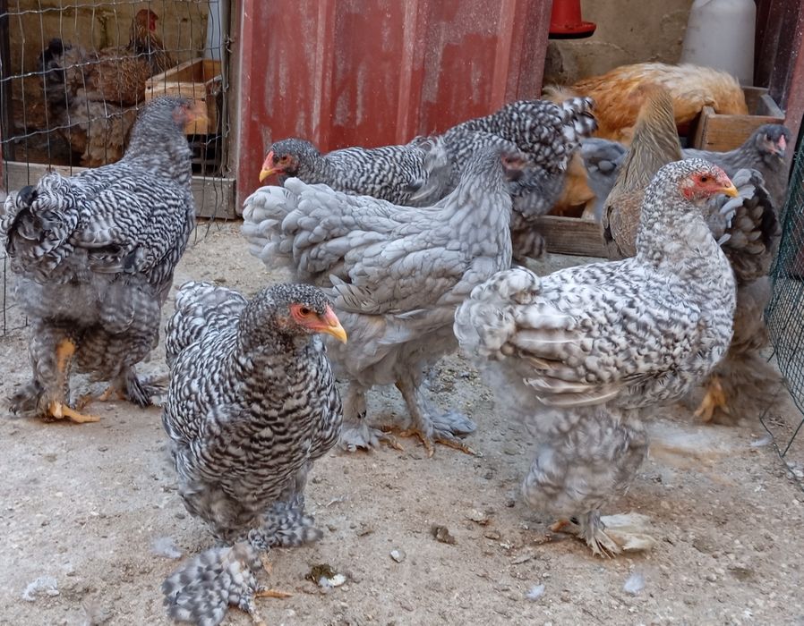 Aves Ornamentais Brahmas várias mutações