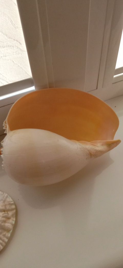 Ракушки Морские. Разные.