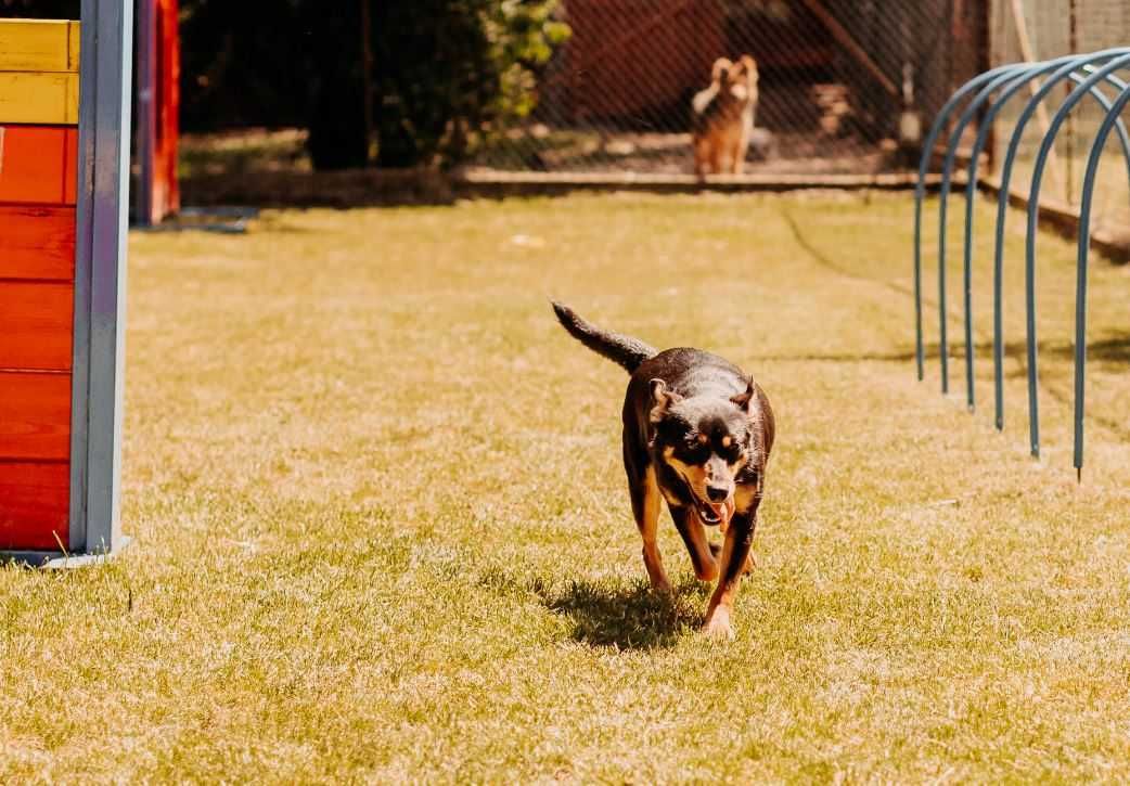 Śliczna, roczna sunia poleca się do adopcji!!!