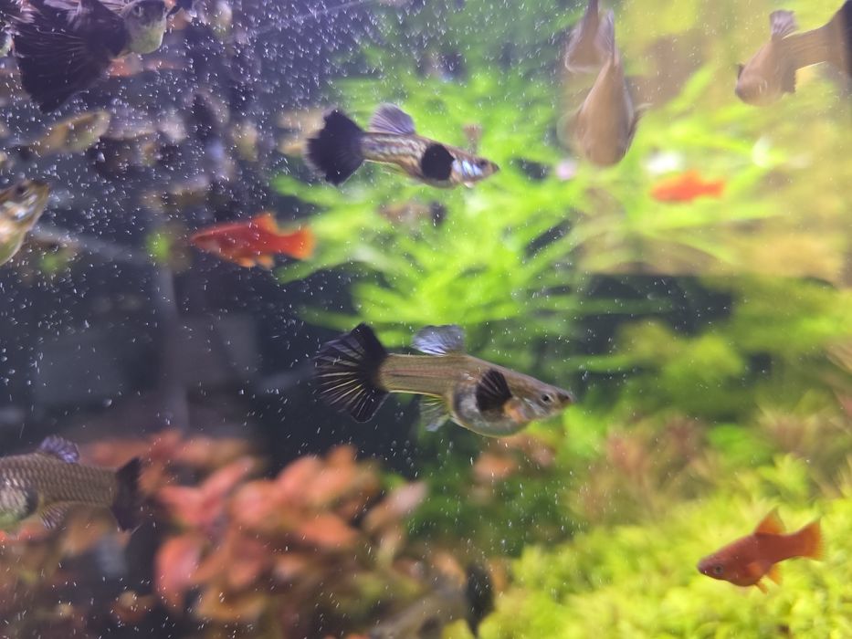 Gupik blue dragon dumbo halfmon