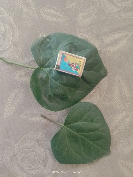 плющ .плющ.плющ.