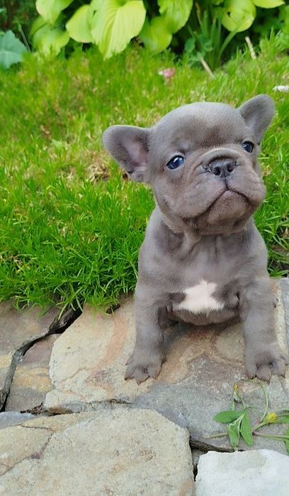 Французята - хлопчики й дівчата