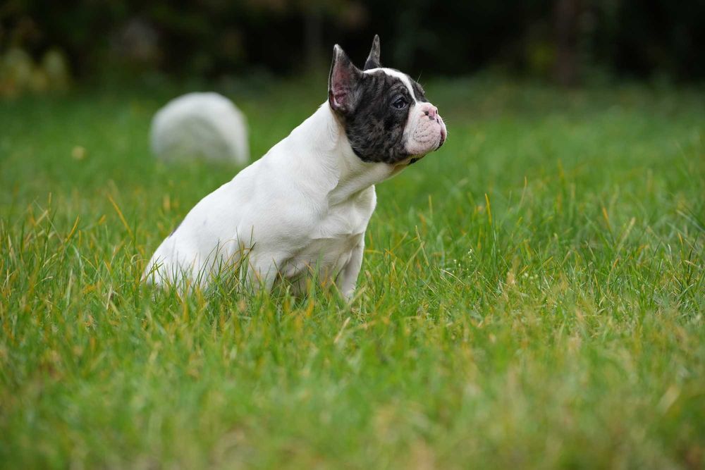 Buldog Francuski Suczka