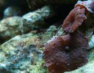 Discosoma sp duże grzybki akwarium morskie