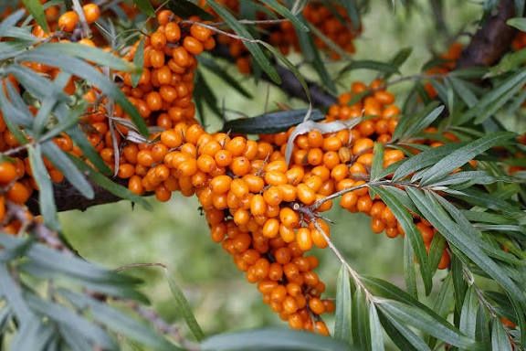 Обліпиха з власного саду