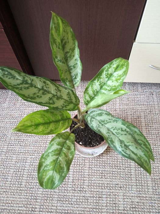 Аглаонема з великими листями