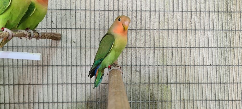 Agapornis Roseicollis