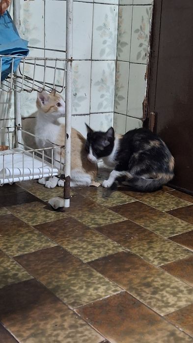 Dá-se gatinhos com 2  messes e meio