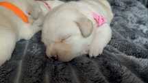 Labrador Retriever FCI - szczeniak piesek