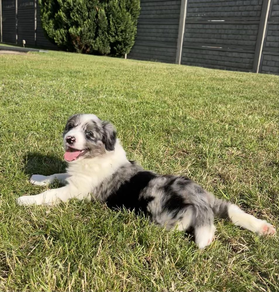 Border Collie - Piesek Blue Merle