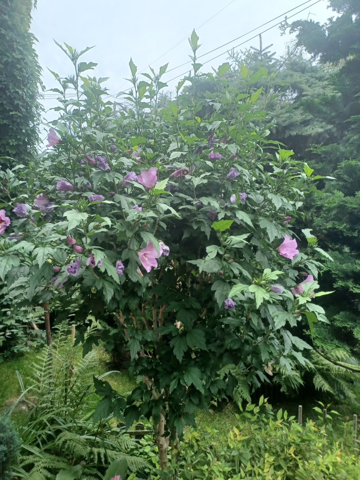 Hibiskus ketmia chińska róża sadzonki sadzonka hibiskusa