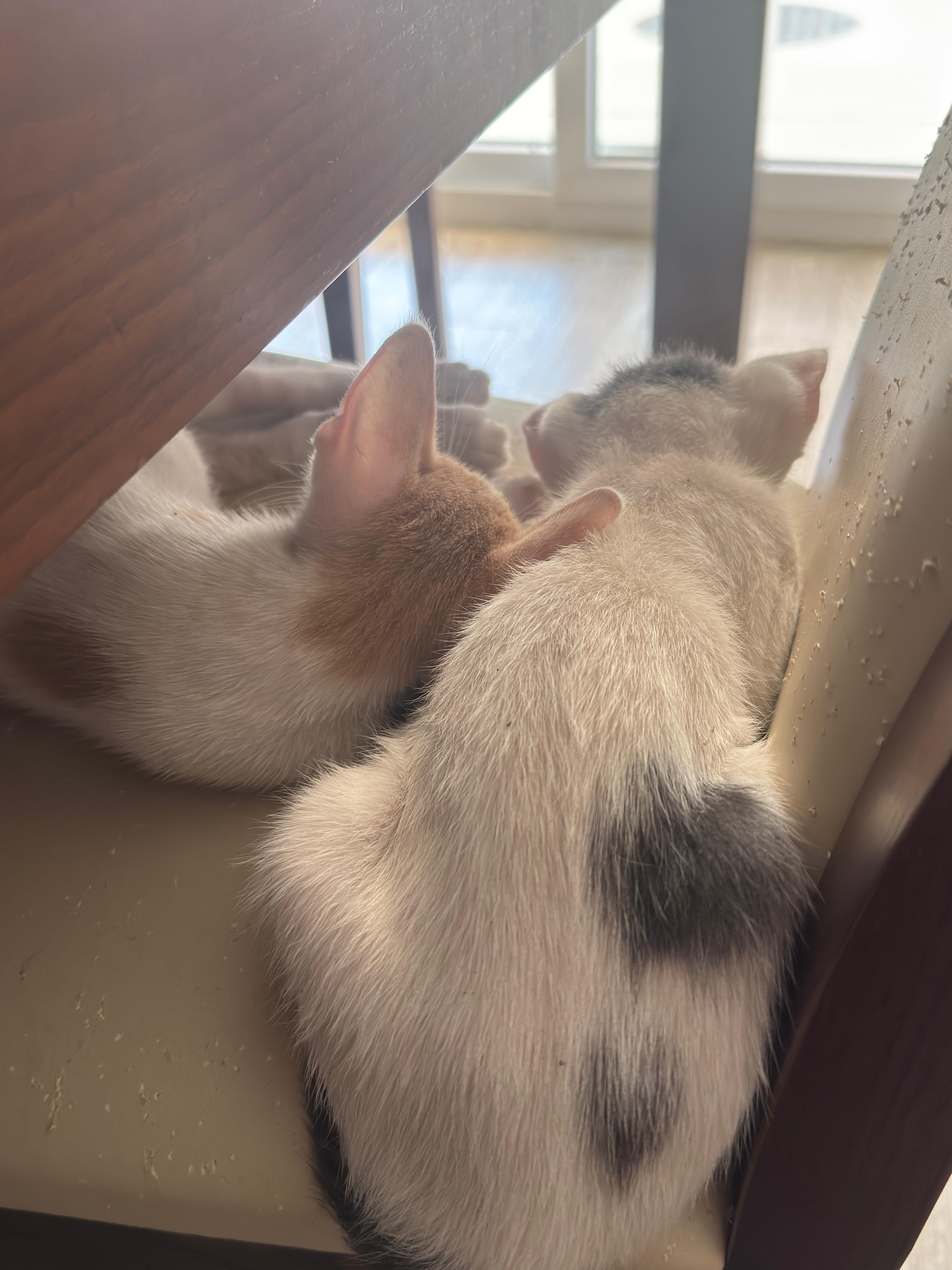 Gatinhos para adoção