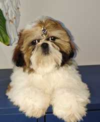 Shih Tzu z rodowodem