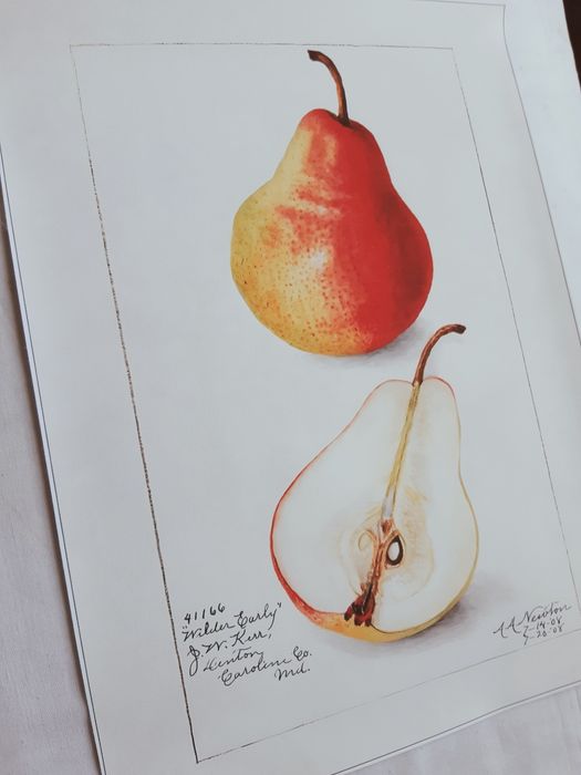 Gobelin na płótnie HD/Obrazek/Vintage Retro Fruit, Pear