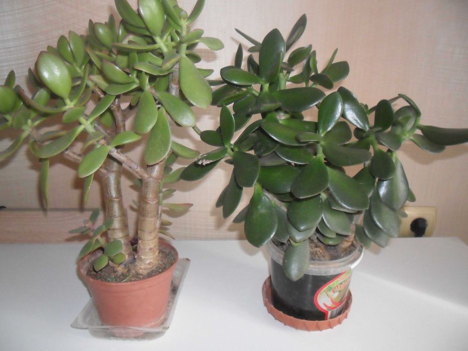 Кактусы и суккуленты для вашей коллекции.Возможен самовывоз.