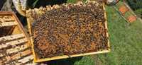 Odkład pszczeli na ramce Dadant, Warszawskiej poszerzanej