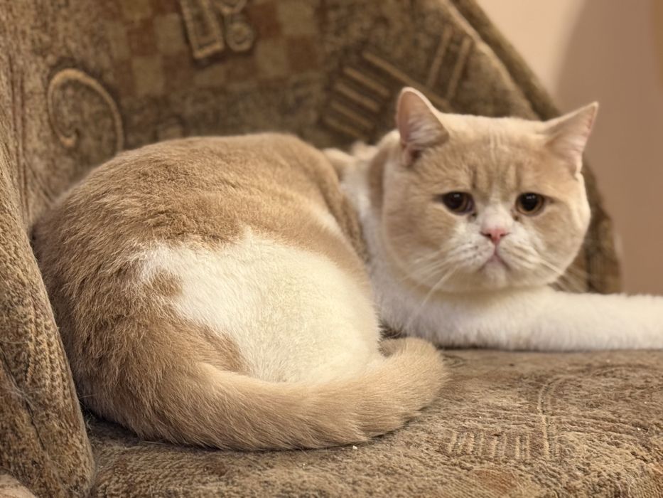 Kocur brytyjska Kremowy bikolor