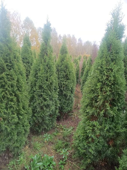 Tuja szmaragd 150/170cm - 18zł