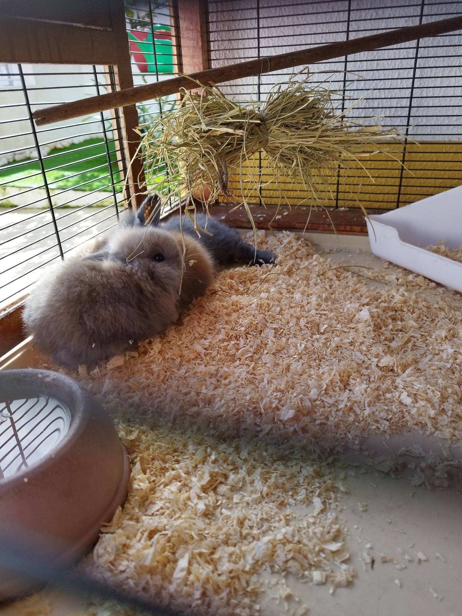 Coelhos estimação