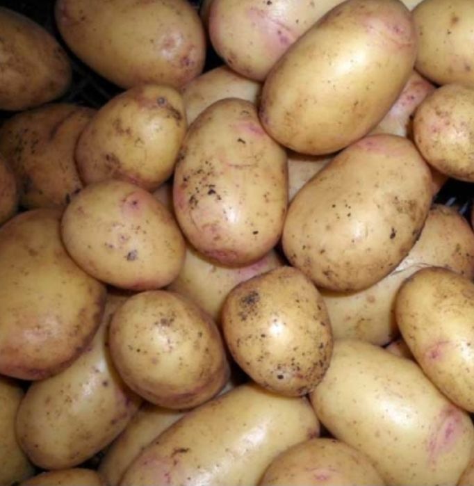 Домашня картопля