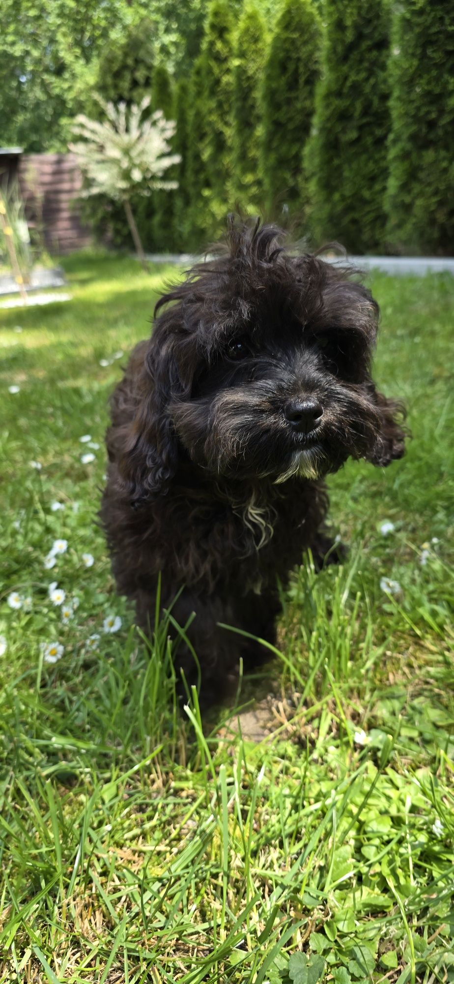 Cavapoo cavadoodle cavalier pudel Doodle