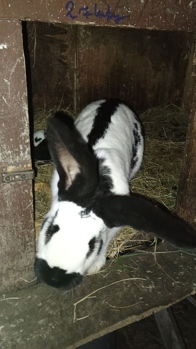 Olbrzym srokacz czarny