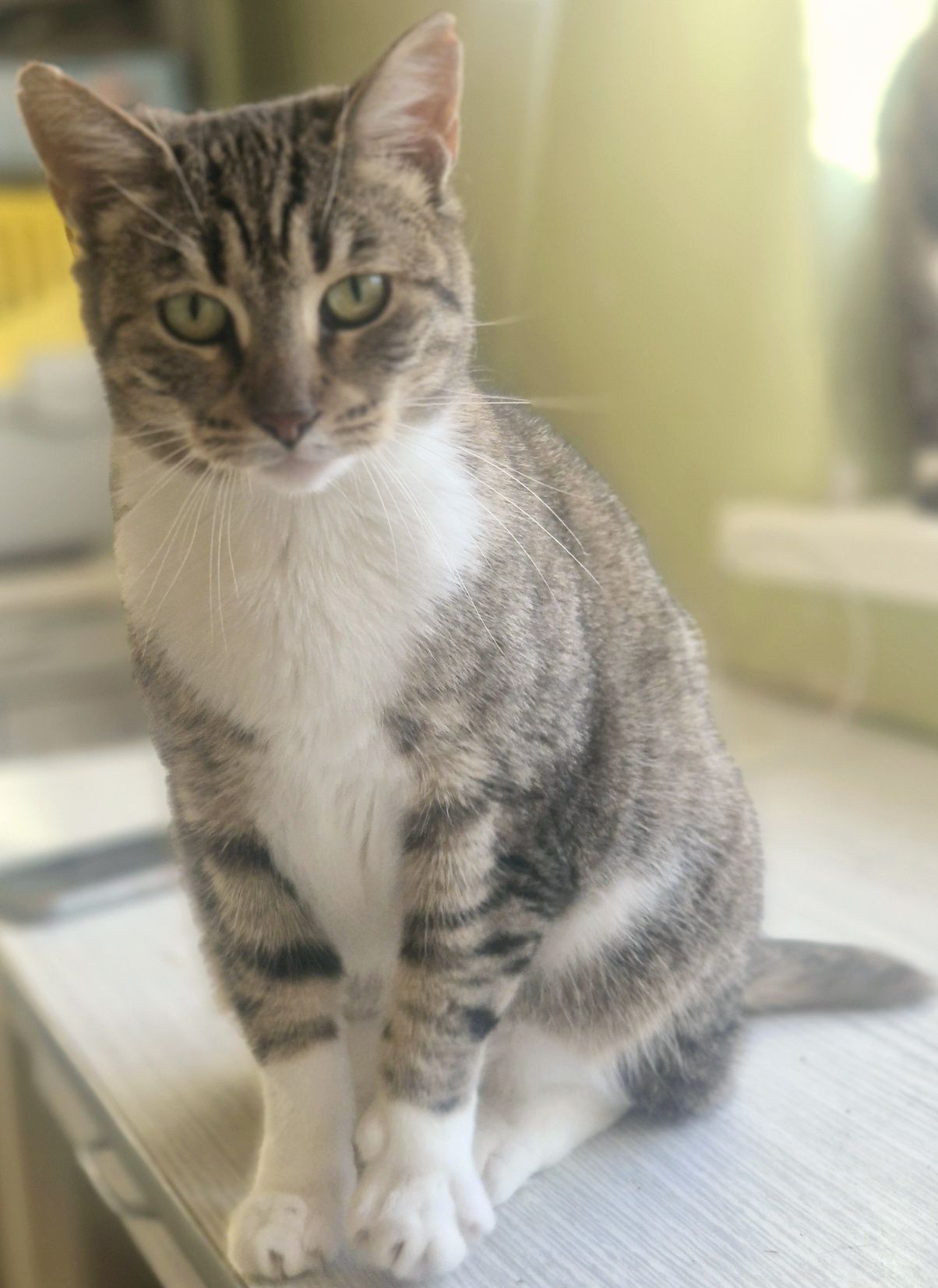 2 letnia kotka Rysia z odciętym ogonkiem do pilnej adopcji