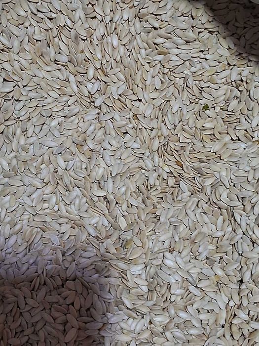 Насіння огірків Фенікс плюс