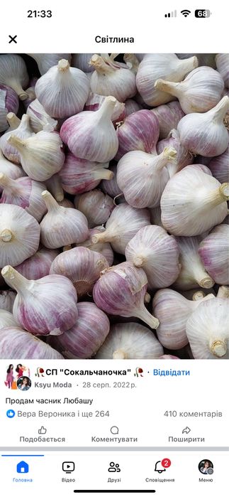 Часник Любаша озимий