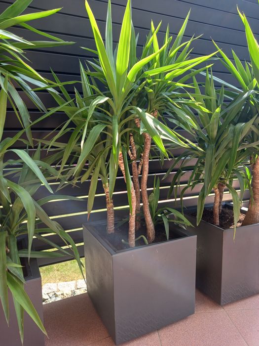 Yucca Juka Palma 150cm