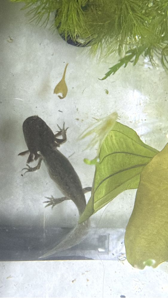 Axolote black com cerca de 10 cm