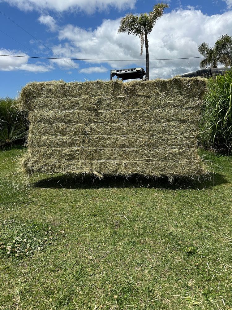 Fardos de Feno Francês de Alta Qualidade de 500 kg