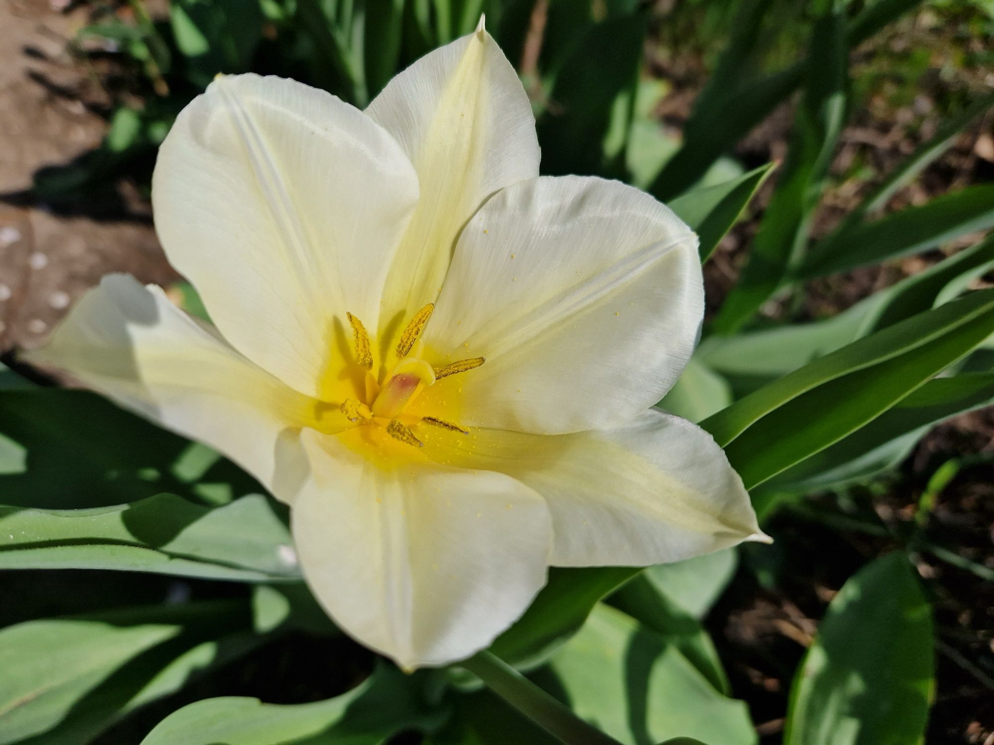 Тюльпани білі жовті
