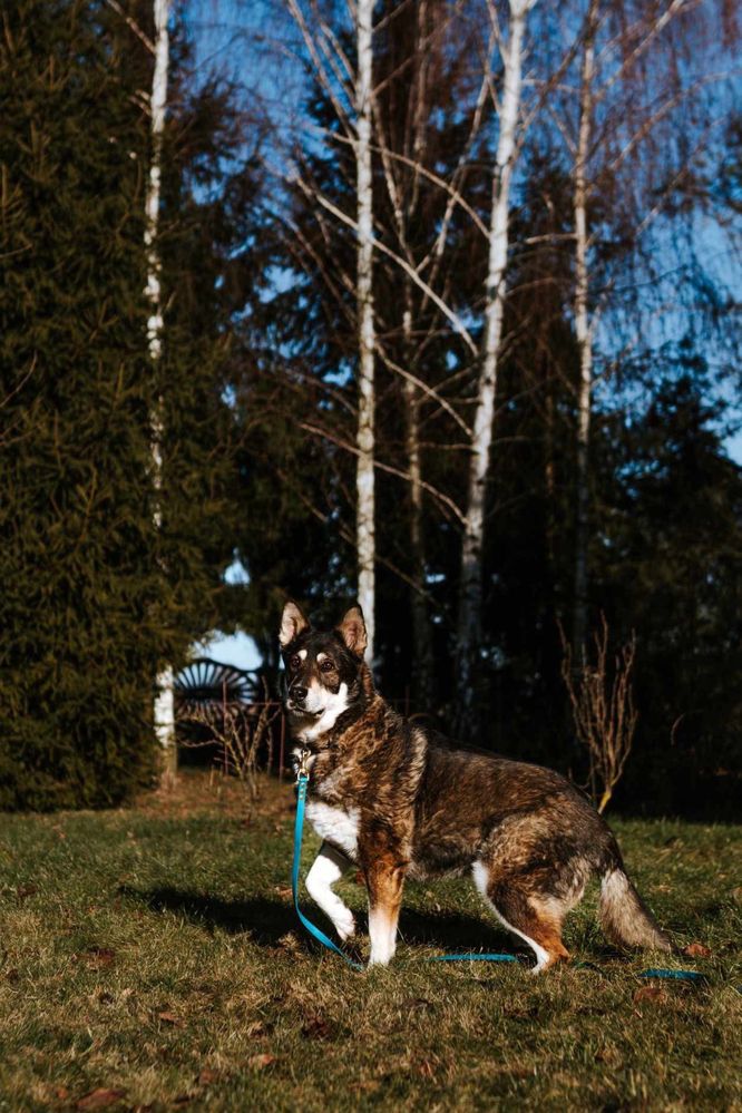 Maja w typie owczarka do adopcji. CSOZ