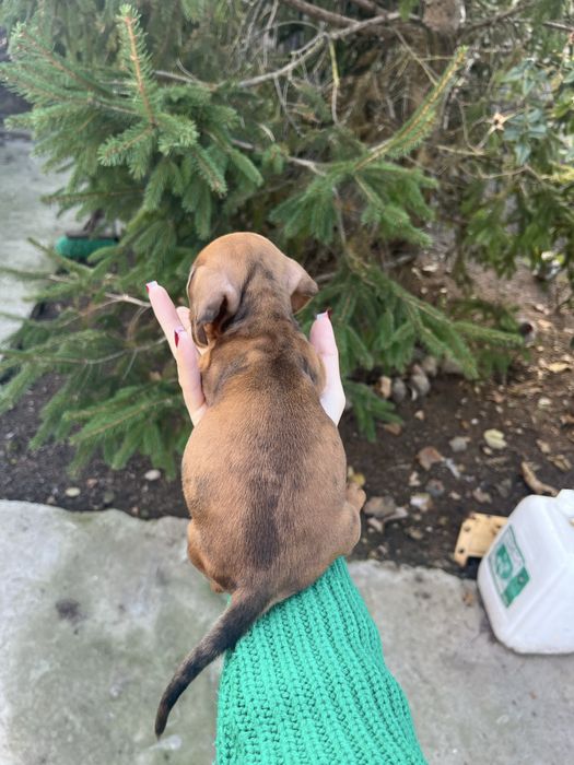 Мраморна такса дівчинка