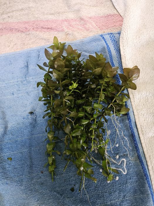 Zestaw roślinek akwariowych