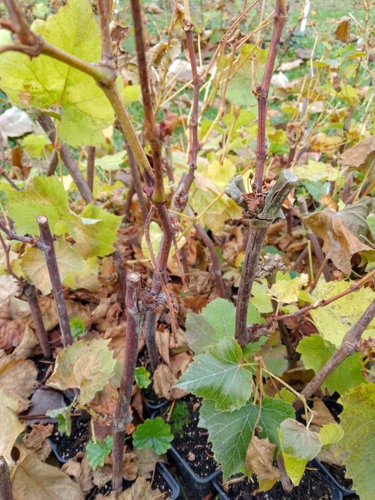 Sadzonki winorośli w doniczkach