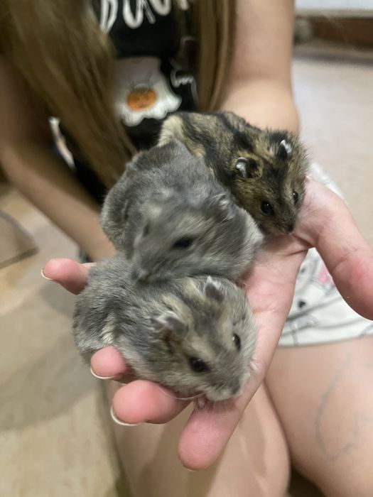 Джунгарики 20 вересня безкоштовно!!