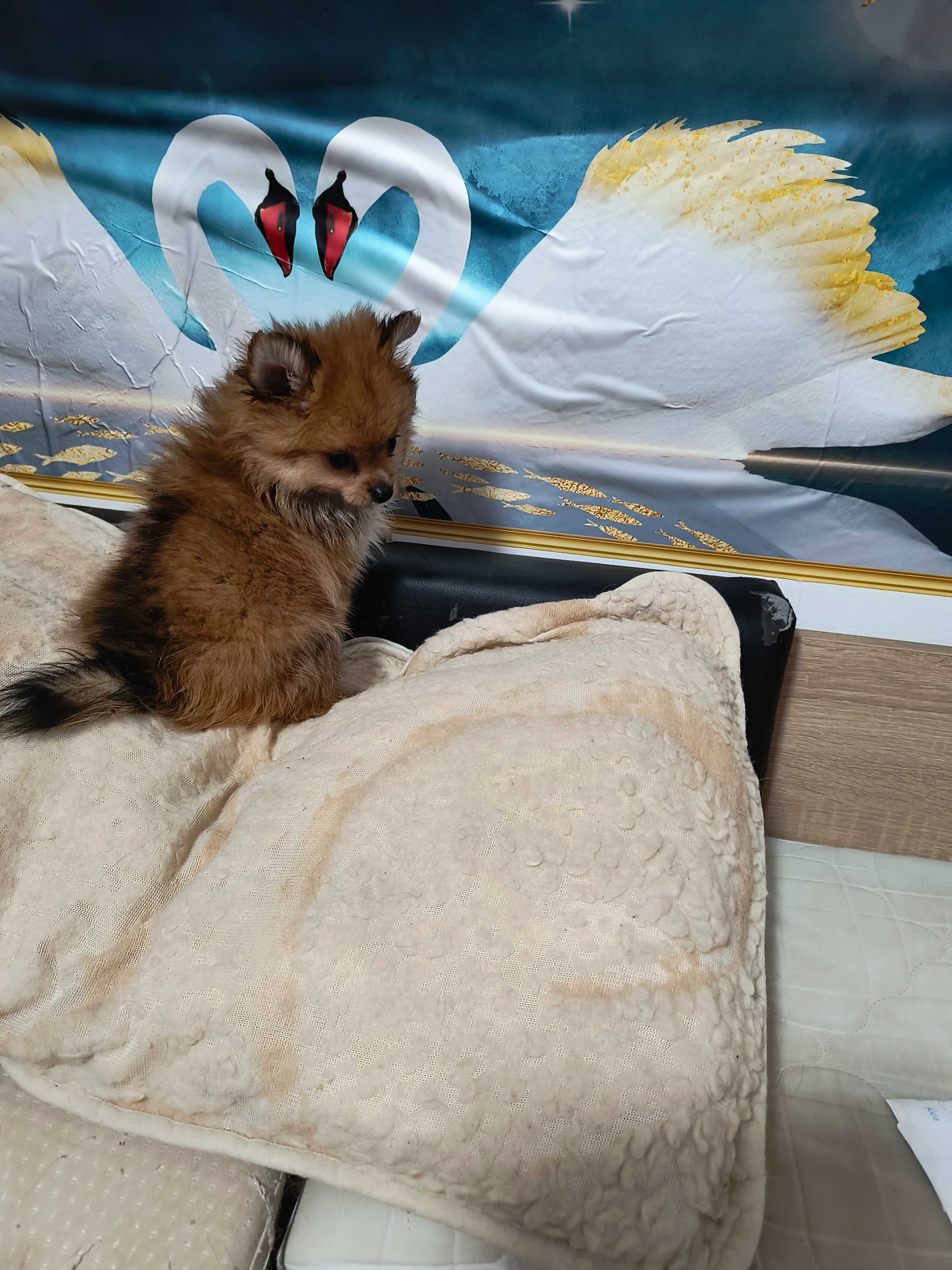 Pomeranian śliczny rasowy  piesek.