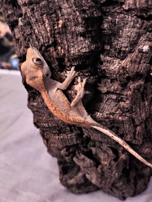 młody gekon orzęsiony Harley Quinn