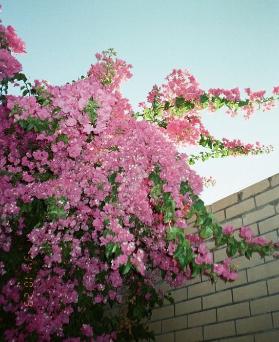 Canon Sure Shot Del Sol