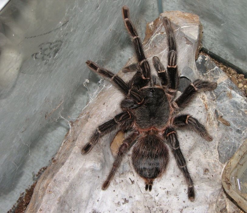 Lasiodora parahybana самка паука птицееда для новичков