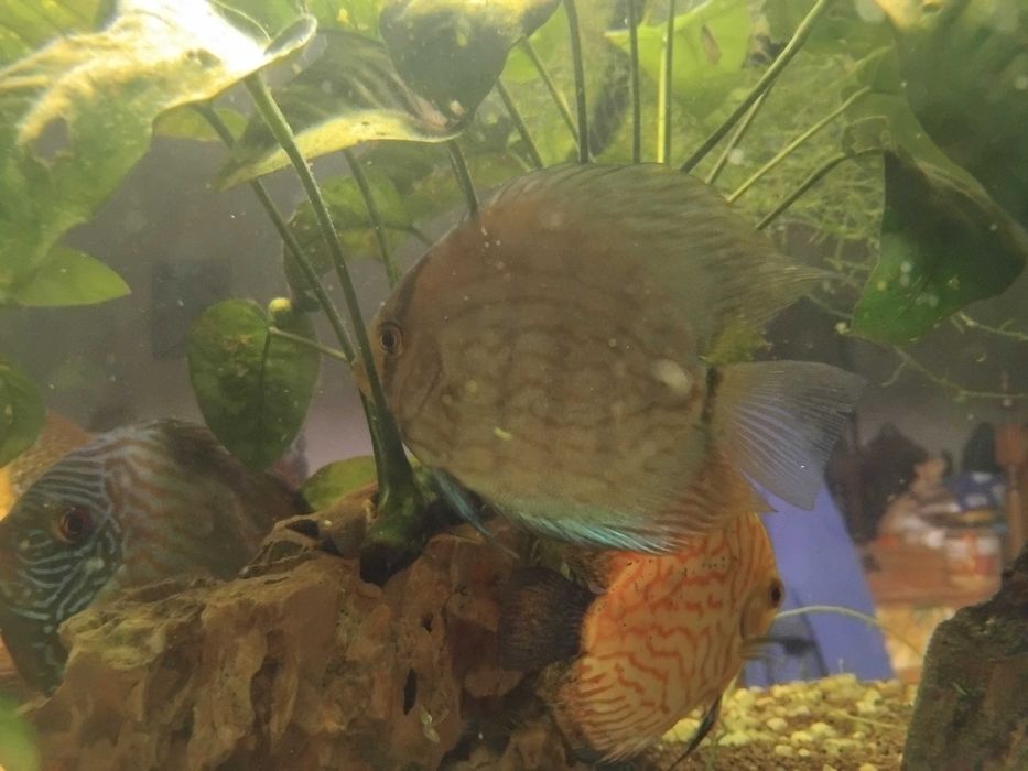 Discus - Vários - Peixes
