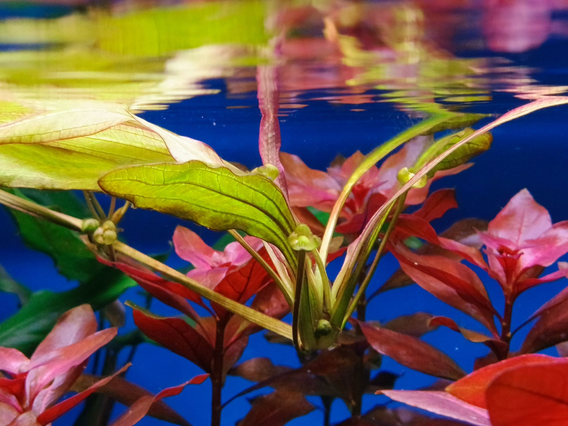 Echinodorus red devil