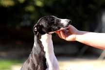 Whippet Chart Angielski, ZKwP/FCI, cudny KILLER wyjątkowej urody